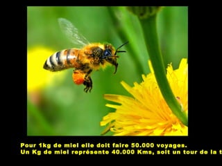 Pour 1kg de miel elle doit faire 50.000 voyages.
Un Kg de miel représente 40.000 Kms, soit un tour de la t
 