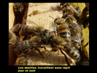 Les abeilles travaillent sans répit
jour et nuit
 