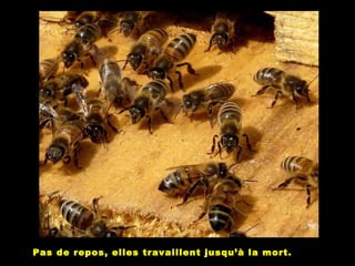 Pas de repos, elles travaillent jusqu’à la mort.
 