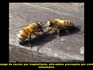 hange de nectar par trophallaxie, elle-même provoquée par cont
antennaire.
 