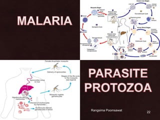 22MALARIAPARASITEPROTOZOA14 June 2010RangsimaPoomsawat