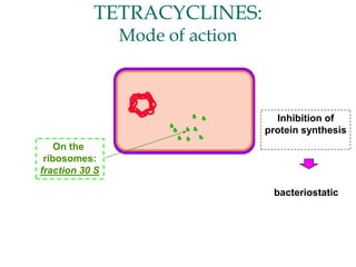 TETRACYCLINES:
Mode of action
On the
ribosomes:
fraction 30 S
Inhibition of
protein synthesis
bacteriostatic
 