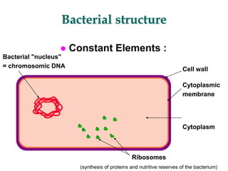 Bacterial structure
 Constant Elements :
Bacterial "nucleus"
= chromosomic DNA
Cell wall
Cytoplasmic
membrane
Cytoplasm
Ribosomes
(synthesis of proteins and nutritive reserves of the bacterium)
 