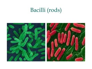 Bacilli (rods)
 