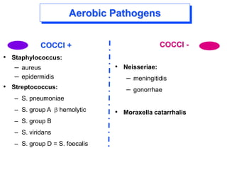 Aerobic Pathogens
COCCI +
• Staphylococcus:
– aureus
– epidermidis
• Streptococcus:
– S. pneumoniae
– S. group A b hemolytic
– S. group B
– S. viridans
– S. group D = S. foecalis
COCCI -
• Neisseriae:
– meningitidis
– gonorrhae
• Moraxella catarrhalis
 