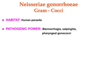 Neisseriae gonorrhoeae
Gram - Cocci
 HABITAT: Human parasite
 PATHOGENIC POWER: Blennorrhagia, salpingitis,
pharyngeal gonococci
 