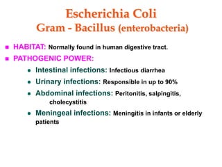 Escherichia Coli
Gram - Bacillus (enterobacteria)
 HABITAT: Normally found in human digestive tract.
 PATHOGENIC POWER:
 Intestinal infections: Infectious diarrhea
 Urinary infections: Responsible in up to 90%
 Abdominal infections: Peritonitis, salpingitis,
cholecystitis
 Meningeal infections: Meningitis in infants or elderly
patients
 