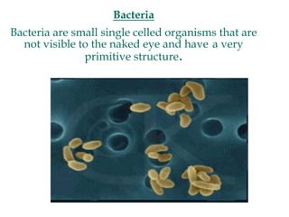 Bacteria
Bacteria are small single celled organisms that are
not visible to the naked eye and have a very
primitive structure.
 