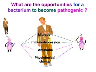 What are the opportunities for a
bacterium to become pathogenic ?
Migration
Immunodepression
Antibiotic
Physiological
change
..
 