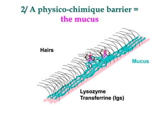 2/ A physico-chimique barrier =
the mucus
Hairs
Mucus
Lysozyme
Transferrine (Igs)
 