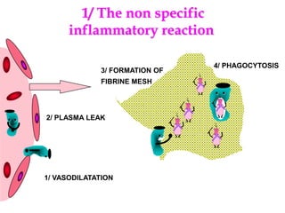1/ The non specific
inflammatory reaction
1/ VASODILATATION
2/ PLASMA LEAK
.
. .
. .
.
3/ FORMATION OF
FIBRINE MESH
4/ PHAGOCYTOSIS
 