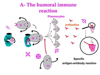 A- The humoral immune
reaction
. . . . B
B
Specific
antigen-antibody reaction
.
.
.
.
.
T4
PP
PP
PP
PP
Plasmocytes
antibodies
 