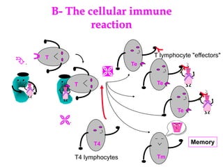 B- The cellular immune
reaction
. . . . T
.
.
.
T4
T
Te
Te
Te
Tm
Memory
T4 lymphocytes
T lymphocyte "effectors"
 