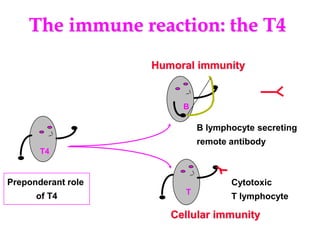 The immune reaction: the T4
T4
T
B
Humoral immunity
Cellular immunity
B lymphocyte secreting
remote antibody
Cytotoxic
T lymphocyte
Preponderant role
of T4
 
