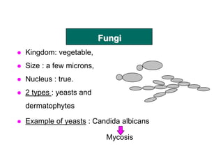 Fungi
 Kingdom: vegetable,
 Size : a few microns,
 Nucleus : true.
 2 types : yeasts and
dermatophytes
 Example of yeasts : Candida albicans
Mycosis
 