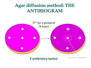 Agar diffusion method: THE
ANTIBIOGRAM
5 antibiotics tested Inhibition diameter
37° for a period of
18 hours
 