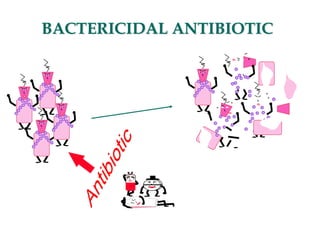 BACTERICIDAL ANTIBIOTIC
 