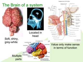 The Brain of a system
Soft, shiny,
grey-white
Multiple
parts
Located in
head
Value only make sense
in terms of function
 