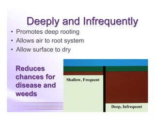 •  Promotes deep rooting
•  Allows air to root system
•  Allow surface to dry
 