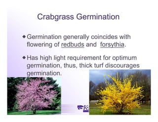 Crabgrass Germination

 Germination generally coincides with
  flowering of redbuds and forsythia.

 Has high light requirement for optimum
  germination, thus, thick turf discourages
  germination.
 
