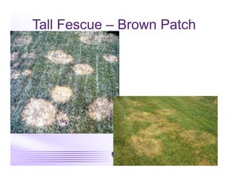 Tall Fescue – Brown Patch
 