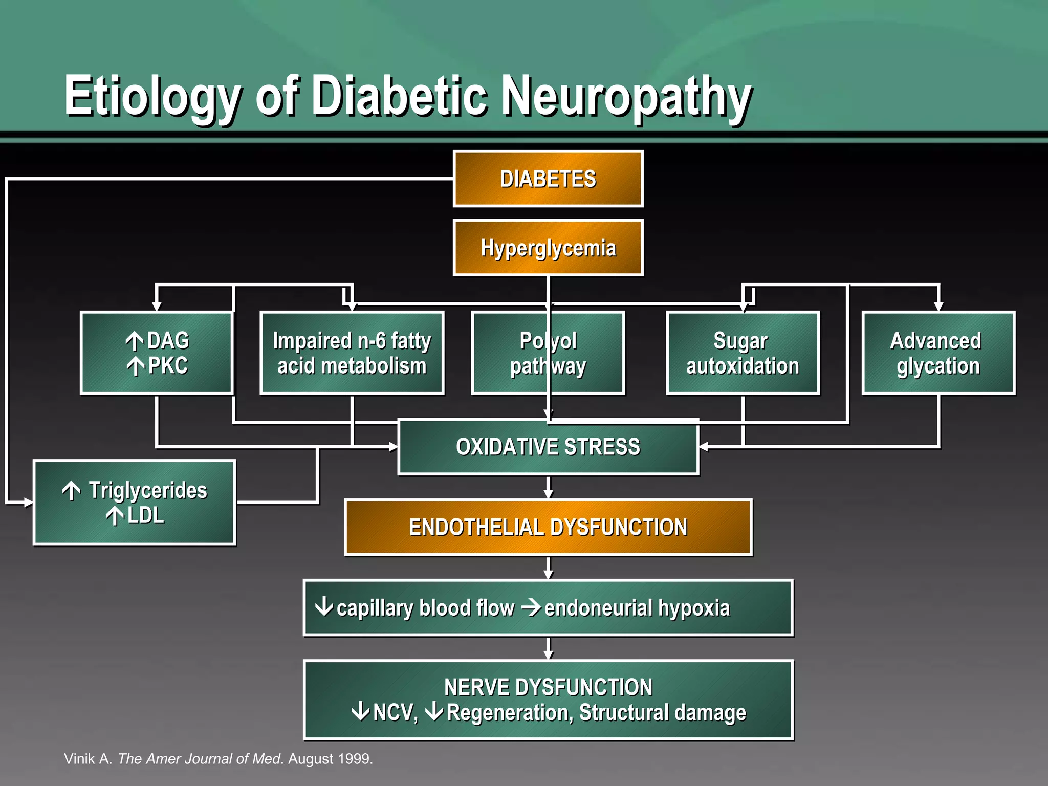 Etiology of Diabetic Neuropathy Vinik A.  The Amer Journal of Med . August 1999. DIABETES Hyperglycemia  DAG  PKC Impaired n-6 fatty acid metabolism Polyol pathway Sugar  autoxidation Advanced  glycation OXIDATIVE STRESS ENDOTHELIAL DYSFUNCTION  capillary blood flow   endoneurial hypoxia NERVE DYSFUNCTION  NCV,   Regeneration, Structural damage    Triglycerides  LDL 