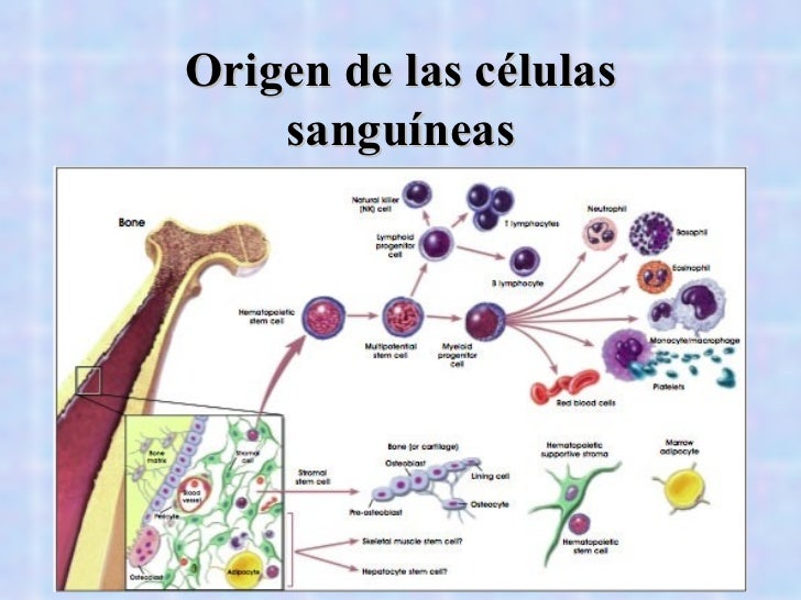 sangre