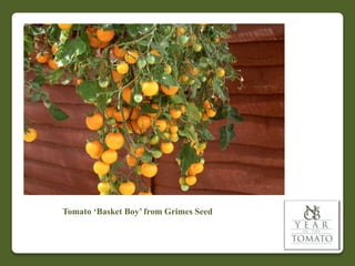 Tomato ‘Basket Boy’ from Grimes Seed
 