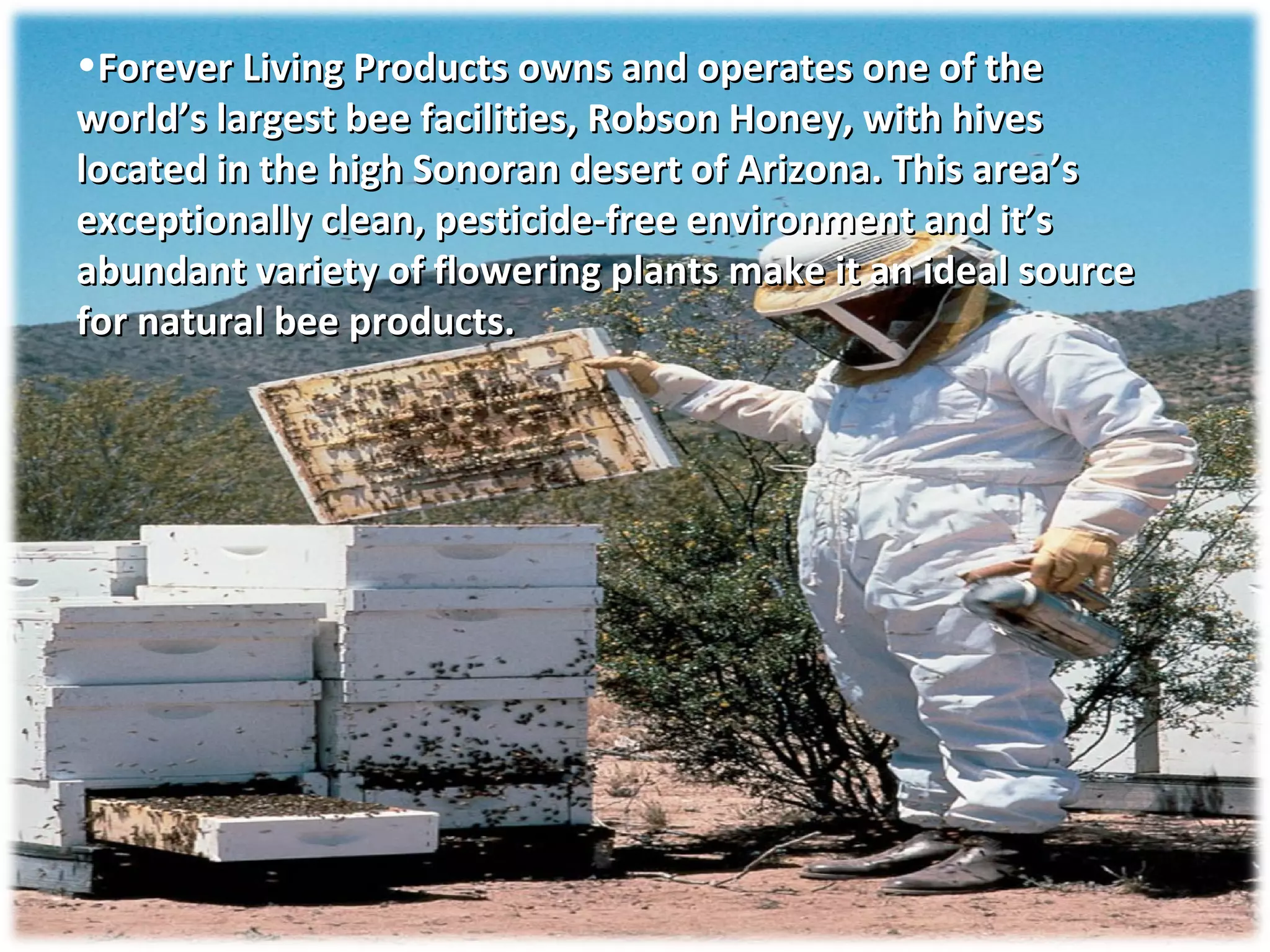 Forever Living Products owns and operates one of the world’s largest bee facilities, Robson Honey, with hives located in the high Sonoran desert of Arizona. This area’s exceptionally clean, pesticide-free environment and it’s abundant variety of flowering plants make it an ideal source for natural bee products. 