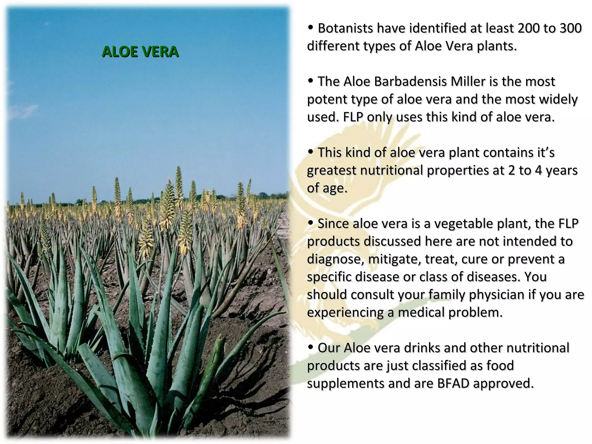 ALOE VERA Botanists have identified at least 200 to 300 different types of Aloe Vera plants. The Aloe Barbadensis Miller is the most potent type of aloe vera and the most widely used. FLP only uses this kind of aloe vera. This kind of aloe vera plant contains it’s greatest nutritional properties at 2 to 4 years of age. Since aloe vera is a vegetable plant, the FLP products discussed here are not intended to diagnose, mitigate, treat, cure or prevent a specific disease or class of diseases. You should consult your family physician if you are experiencing a medical problem. Our Aloe vera drinks and other nutritional products are just classified as food supplements and are BFAD approved. 