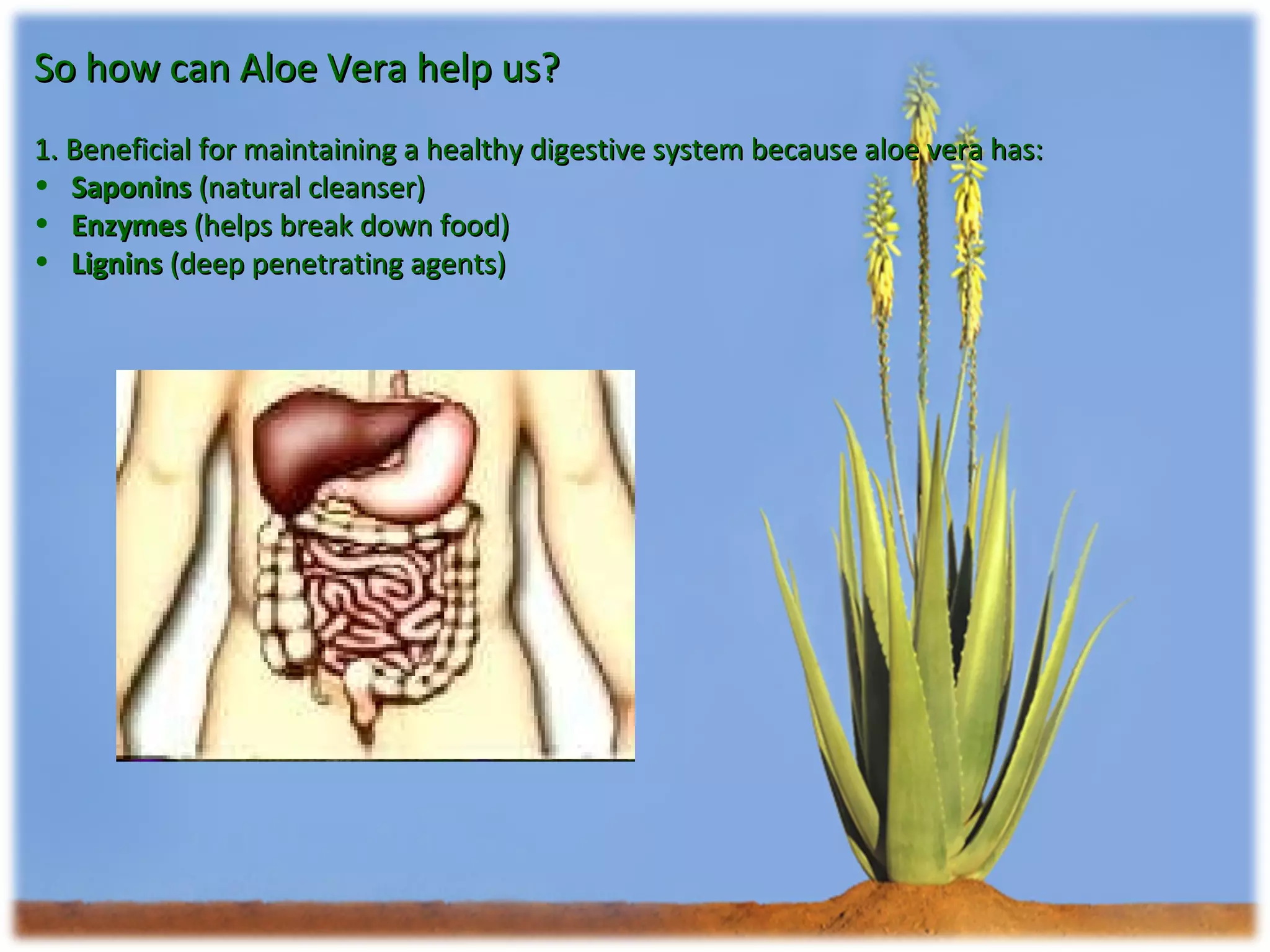 So how can Aloe Vera help us? 1. Beneficial for maintaining a healthy digestive system because aloe vera has: Saponins  (natural cleanser) Enzymes  (helps break down food) Lignins  (deep penetrating agents) 