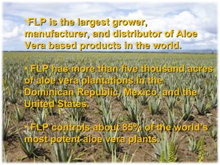 FLP is the largest grower, manufacturer, and distributor of Aloe Vera based products in the world. FLP has more than five thousand acres of aloe vera plantations in the Dominican Republic, Mexico, and the United States. FLP controls about 85% of the world’s most potent aloe vera plants. 