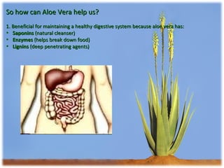 So how can Aloe Vera help us? 1. Beneficial for maintaining a healthy digestive system because aloe vera has: Saponins  (natural cleanser) Enzymes  (helps break down food) Lignins  (deep penetrating agents) 