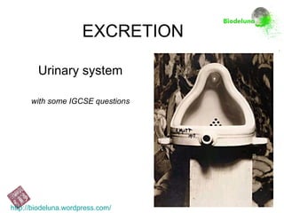 EXCRETION Urinary system with some IGCSE questions http://biodeluna.wordpress.com/ 