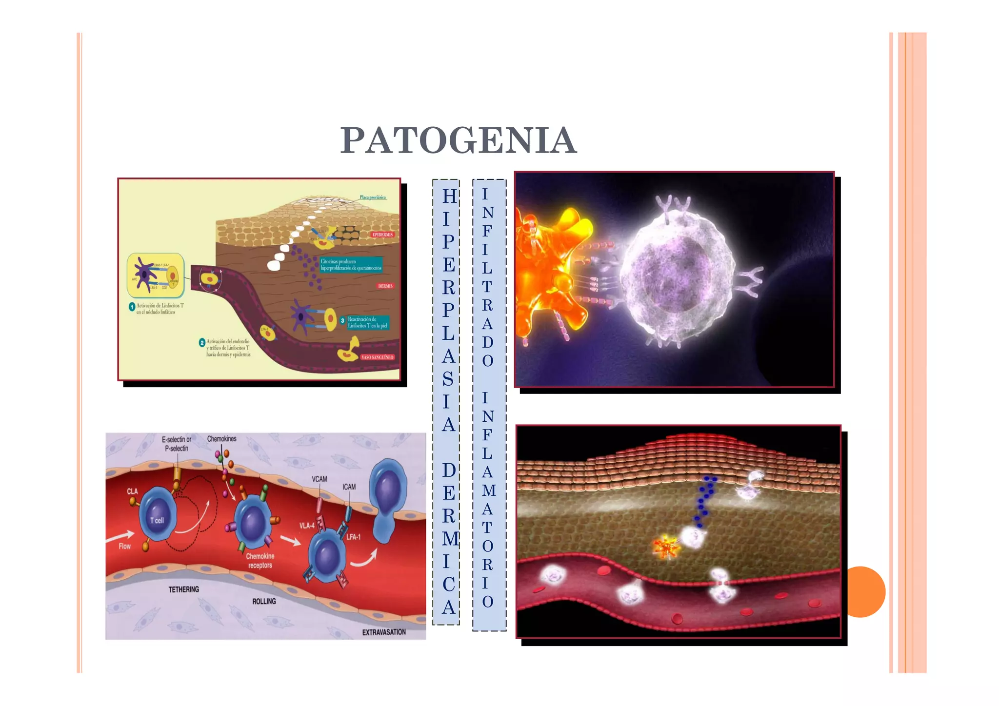 PATOGENIA
   H   I
       N
   I
       F
   P   I
   E   L
   R   T
   P   R
       A
   L   D
   A   O
   S
   I   I
       N
   A   F
       L
   D   A
   E   M
       A
   R
       T
   M   O
   I   R
   C   I
   A   O
 