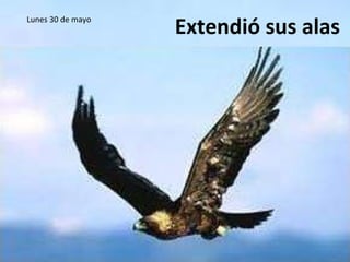 Lunes 30 de mayo Extendió sus alas 