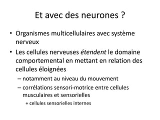Et avec des neurones ?Organismes multicellulaires avec système nerveuxLes cellules nerveuses étendent le domaine comportemental en mettant en relation des cellules éloignéesnotamment au niveau du mouvement corrélations sensori-motrice entre cellules musculaires et sensorielles+ cellules sensorielles internes