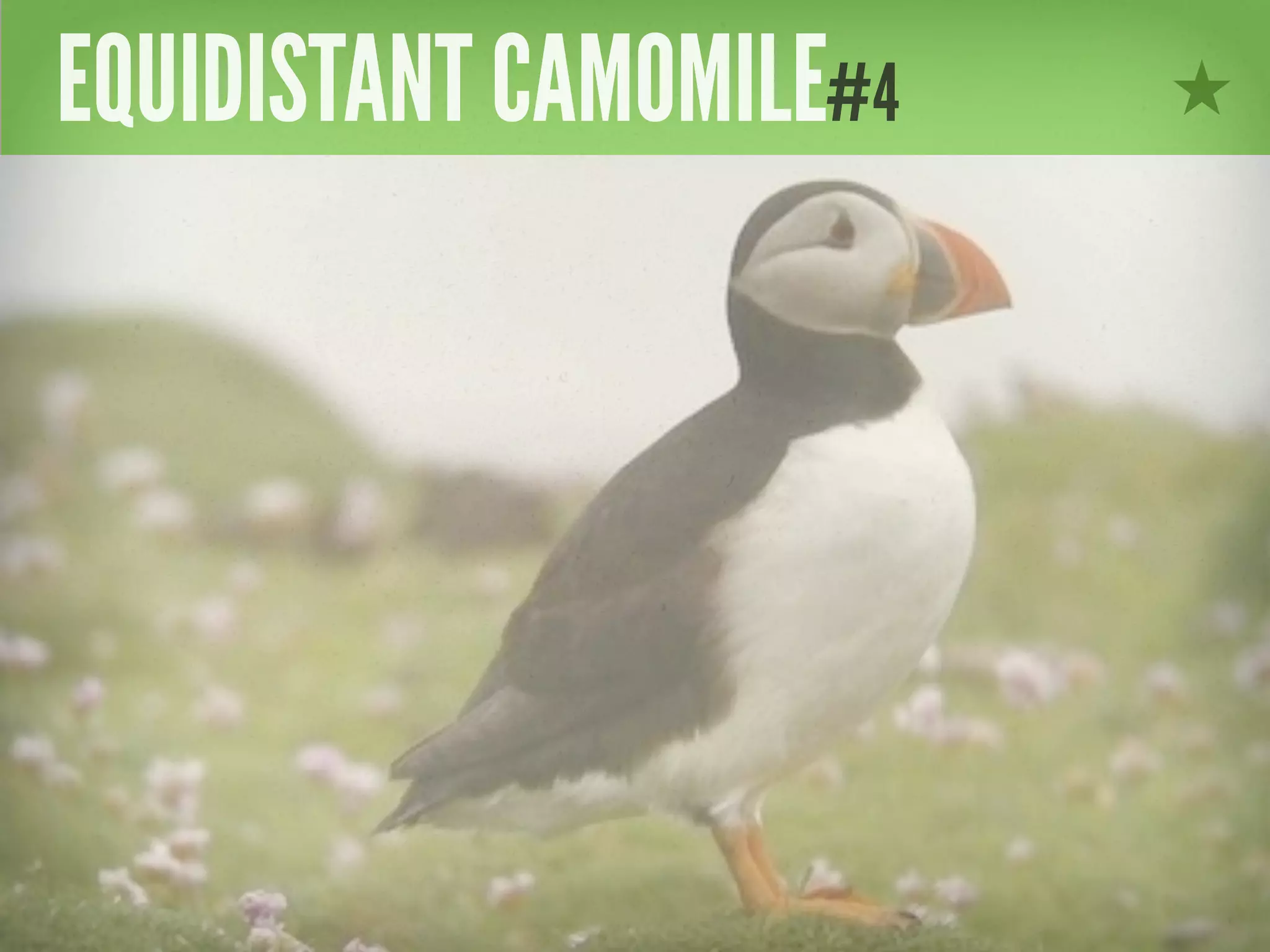 EQUIDISTANT CAMOMILE#4
 