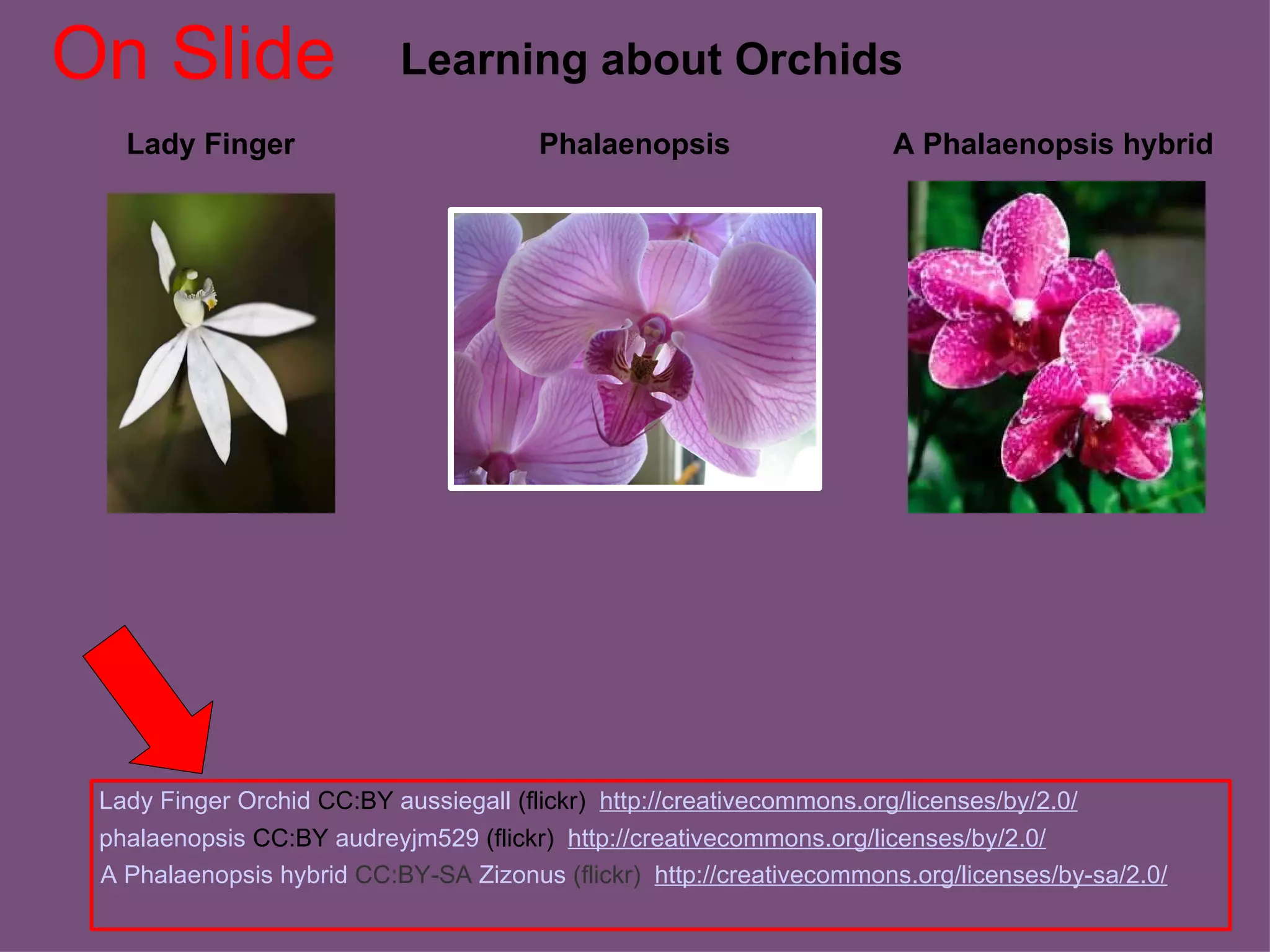 Lady Finger Learning about Orchids phalaenopsis  CC:BY  audreyjm529  (flickr)  http://creativecommons.org/licenses/by/2.0/ Phalaenopsis Lady Finger Orchid  CC:BY  aussiegall  (flickr)  http://creativecommons.org/licenses/by/2.0/ A Phalaenopsis hybrid A Phalaenopsis hybrid   CC:BY-SA   Zizonus   (flickr)   http://creativecommons.org/licenses/by-sa/2.0/ On Slide 