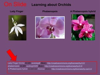 Lady Finger Learning about Orchids phalaenopsis  CC:BY  audreyjm529  (flickr)  http://creativecommons.org/licenses/by/2.0/ Phalaenopsis Lady Finger Orchid  CC:BY  aussiegall  (flickr)  http://creativecommons.org/licenses/by/2.0/ A Phalaenopsis hybrid A Phalaenopsis hybrid   CC:BY-SA   Zizonus   (flickr)   http://creativecommons.org/licenses/by-sa/2.0/ On Slide 