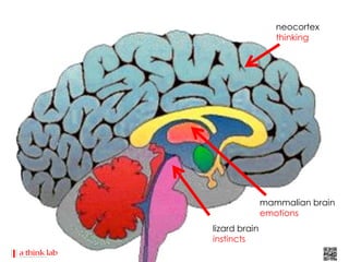 neocortex
                  thinking




               mammalian brain
               emotions
lizard brain
instincts
 