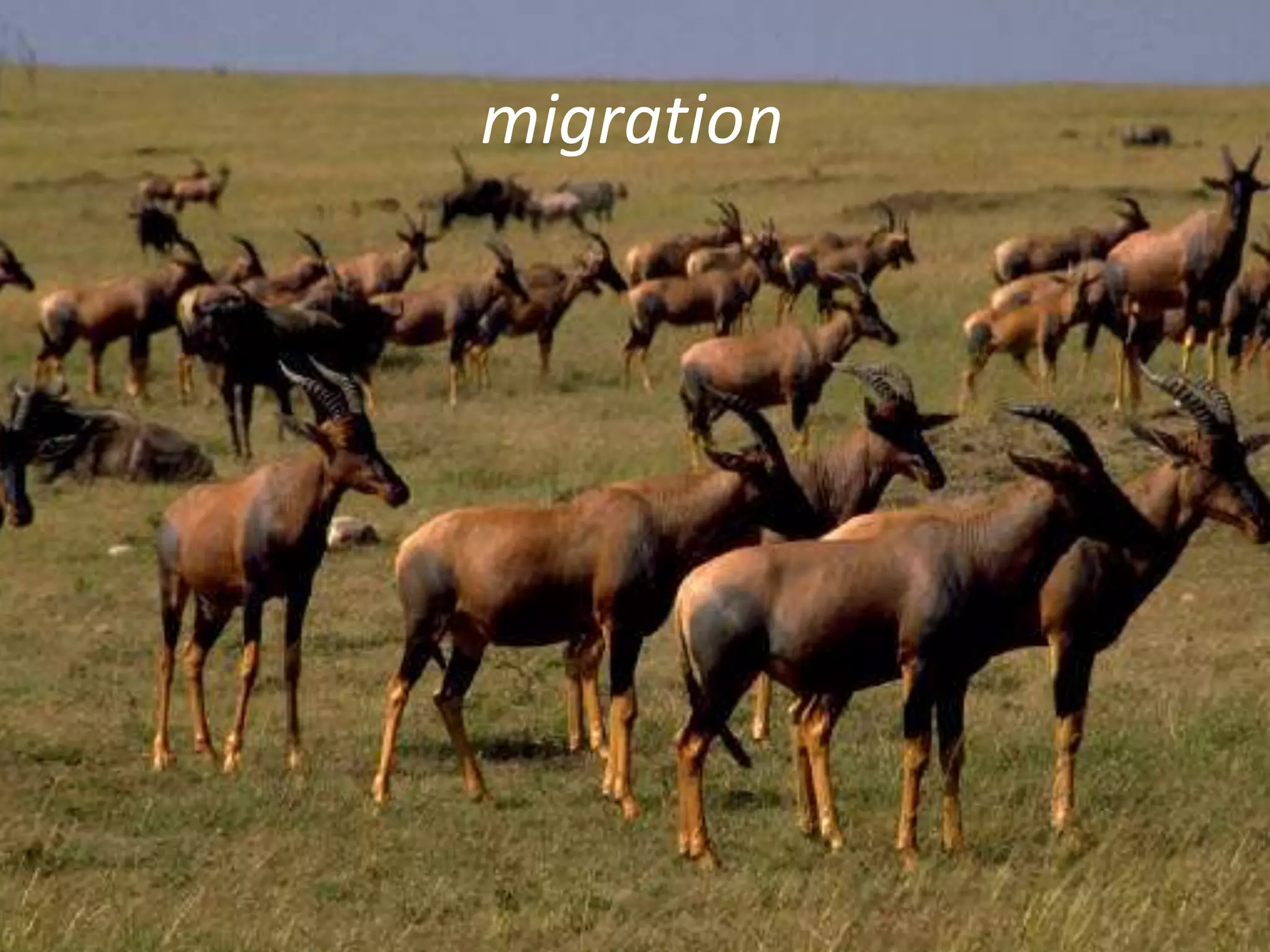 migration