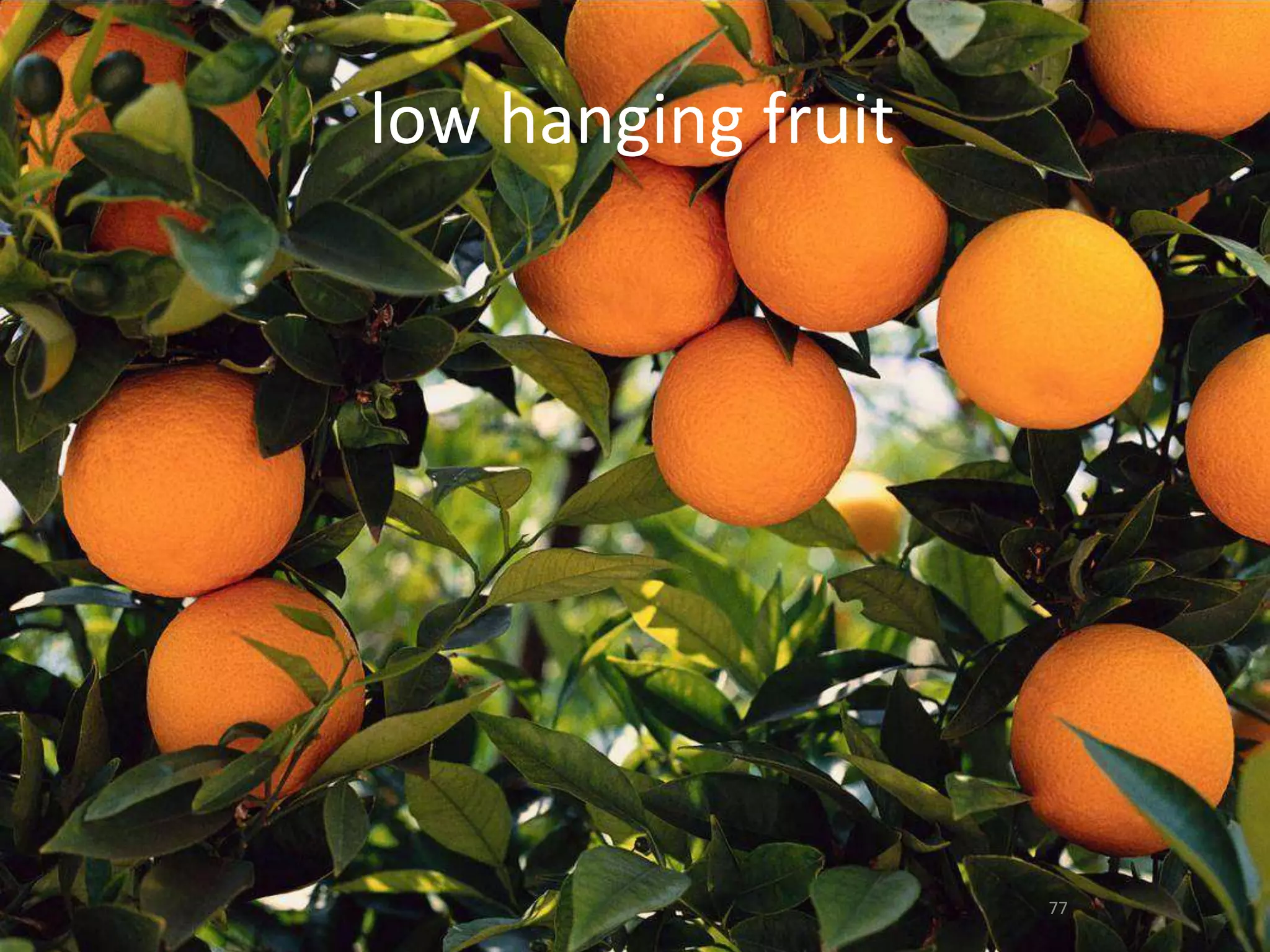low hanging fruit7777