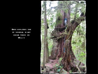 Greg explores one of several giant cedar trees on Willis 
