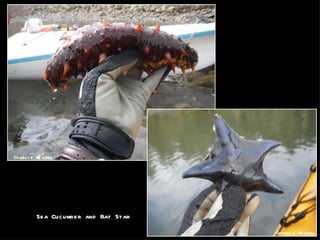 Charlie Michel Charlie Michel Sea Cucumber and Bat Star 