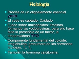 Fisiología Precisa de un oligoelemento esencial  yodo   El yodo es captado. Oxidado Fijado sobre aminoácidos: tirosinas, formando las yodotirosinas, para ello hace falta la presencia de un factor, la tiroperoxidasa  TPO Componente fundamental del coloide: tiroglobulina, precursora de las hormonas tiroideas. T 4 , T 3 También la hormona calcitonina. 