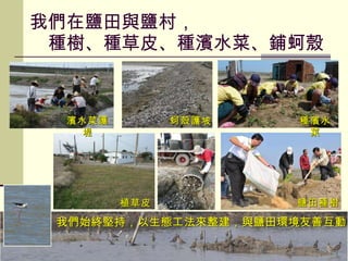 我們在鹽田與鹽村，   種樹、種草皮、種濱水菜、鋪蚵殼 我們始終堅持，以生態工法來整建，與鹽田環境友善互動 濱水菜護堤 蚵殼護 坡 種濱水菜 鹽田種樹 植草皮 