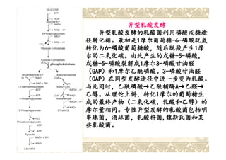 异型乳酸发酵
Heterolactic Fermentation
    异型乳酸发酵的乳酸菌利用磷酸戊糖途
     Heterofermentative LAB utilize the
径转化糖。最初是1摩尔葡萄糖-6-磷酸脱氢
径转化糖。最初是1 摩尔葡萄糖-6-                    -6-磷酸脱氢
phosphoketolase pathway (pentose phosphate
转化为6-磷酸葡萄糖酸，随后脱羧产生1摩
转化为6-磷酸葡萄糖酸，随后脱羧产生1
        6-磷酸葡萄糖酸，随后脱羧产生
pathway) to dissimilate sugars. One mole of
glucose-6-phosphate is initially dehydrogenated
尔的二氧化碳。由此产生的戊糖-5-磷酸，
尔的二氧化碳。由此产生的戊糖-5-
to 6-phosphogluconate and subsequently
                                        -5-磷酸，
戊糖-5-磷酸裂解成1one mole磷酸甘油醛
戊糖-5- 磷酸裂解成1摩尔3- of CO2. The
decarboxylated to yield 摩尔3-
     -5-磷酸裂解成                  3-磷酸甘油醛
（GAP）和1摩尔乙酰磷酸。3-磷酸甘油醛
resulting pentose-5-phosphate is3-磷酸甘油醛
  GAP）和 摩尔乙酰磷酸。3-
       ）和1                        cleaved into
one mole glyceraldehyde phosphate (GAP) and
（GAP）在同型发酵途径中进一步变为乳酸。
  GAP）在同型发酵途径中进一步变为乳酸。
one mole acetyl phosphate. GAP is further
与此同时，乙酰磷酸→乙酰辅酶A→乙醛→
与此同时，乙酰磷酸→ 乙酰辅酶A 乙醛→
metabolized to lactate as in homofermentation,
乙醇。从理论上讲，转化1摩尔的葡萄糖生
乙醇。从理论上讲，转化1 to ethanol via
with the acetyl phosphate reduced
acetyl-CoA and acetaldehyde intermediates.
成的最终产物（二氧化碳，乳酸和乙醇）的
Theoretically, end- products (CO2, lactate and
摩尔量相同。专性异型发酵的乳酸菌包括明
ethanol) are produced in equimolar quantities
串珠菌，酒球菌，乳酸杆菌,魏斯氏菌和某
串珠菌，酒球菌，乳酸杆菌, glucose.
from the catabolism of one mole of
Obligate heterofermentative LAB include
些乳酸菌。 Oenococcus, Weissella, and
Leuconostoc,
certain lactobacilli.
 