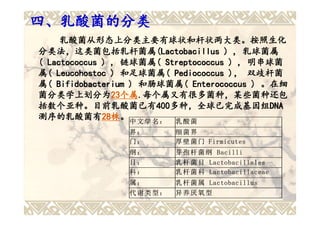 四、乳酸菌的分类
     乳酸菌从形态上分类主要有球状和杆状两大类。按照生化
分类法，这类菌包括乳杆菌属(Lactobacillus ) , 乳球菌属
分类法，这类菌包括乳杆菌属(Lactobacillus
( Lactococcus ) , 链球菌属( Streptococcus ) , 明串球菌
                  链球菌属(
属( Leucohostoc ) 和足球菌属( Pediococcus ) ， 双歧杆菌
                  和足球菌属(              )，
属( Bifidobacterium ) 和肠球菌属( Enterococcus ) 。在细
                     和肠球菌属(
菌分类学上划分为23个属.每个属又有很多菌种，某些菌种还包
菌分类学上划分为23 个属.  23个属
括数个亚种。目前乳酸菌已有400多种，全球已完成基因组DNA
括数个亚种。目前乳酸菌已有 400多种，全球已完成基因组
            目前乳酸菌已有400 多种，全球已完成基因组DNA
测序的乳酸菌有28株。 中 文 学 名 ： 乳 酸 菌
测序的乳酸菌有28     28株
                界：       细菌界
                门：       厚 壁 菌 门 Firmicutes
                纲：       芽 孢 杆 菌 纲 Bacilli
                目：       乳 杆 菌 目 Lactobacillales
                科：       乳 杆 菌 科 Lactobacillaceae
                属：       乳 杆 菌 属 Lactobacillus
                代谢类型：    异养厌氧型
 