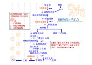 葡萄糖        糖原
                   己糖激酶      -ATP
                                      1-P-G

                     6-磷酸葡萄糖
注意酵解途径中的3个
              磷酸葡萄糖异构酶
关键酶催化的不可逆
反应.                     6-磷酸果糖
它们是:
                                      糖酵解途径汇总
               磷酸果糖激酶        -ATP
1. 己糖激酶
2. 磷酸果糖激酶
                    1，6-二磷酸果糖
3. 丙酮酸激酶            醛缩酶

             3-磷酸甘油醛                磷酸二羟丙酮
             脱氢酶
             1,3- 二磷酸甘油酸
      磷酸甘油酸激酶       +ATP
                                 由1分子G在无氧条件下氧化分解，
                                  1  G
              3-磷酸甘油酸            最终产生2分子ATP
                                      2 ATP
                                        ATP。如果从糖原
             变位酶                 开始，则可得到3分子ATP
                                         3  ATP
              2-磷酸甘油酸
           烯醇化酶
             磷酸烯醇式丙酮酸
           丙酮酸激     +ATP

             酶          乳酸脱氢酶
乙醇    乙醛          丙酮酸            乳酸
 